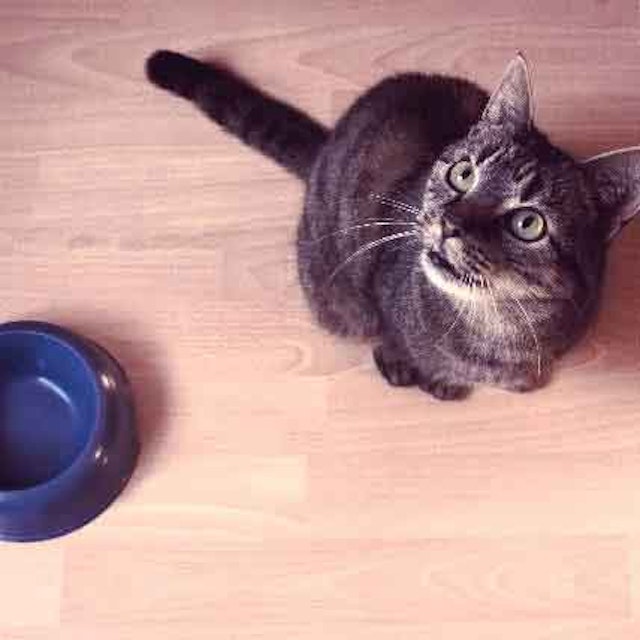 Pin On Favorite Cat Products