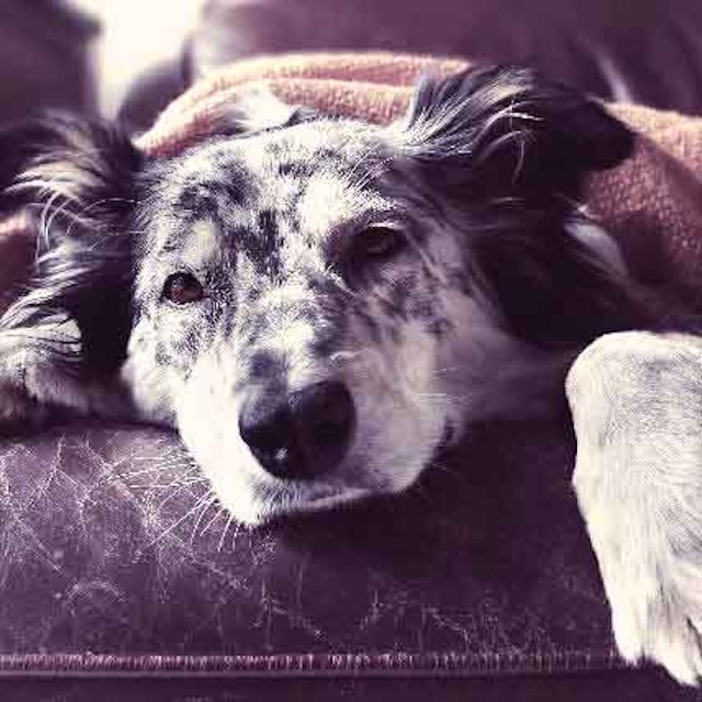 How Do You Treat Megaesophagus In Cats Petcarerx How Do You Treat Megaesophagus In Cats Petcarerx
