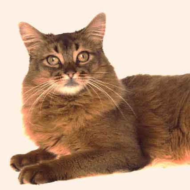 Striped And Tabby Cat Breeds And Types Petcarerx