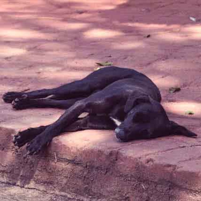 7 Of The Top Dog Cystitis Treatments Petcarerx
