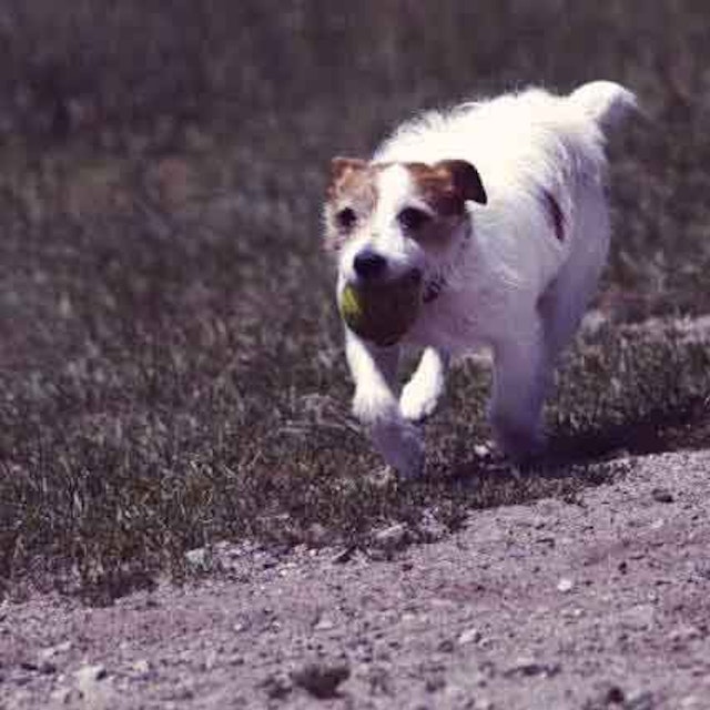 Iverhart Max Vs Heartgard For Dogs What S The Difference Petcarerx