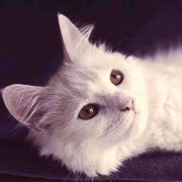 8 Types Of Cats With Blue Eyes Petcarerx 8 Types Of Cats With Blue Eyes Petcarerx