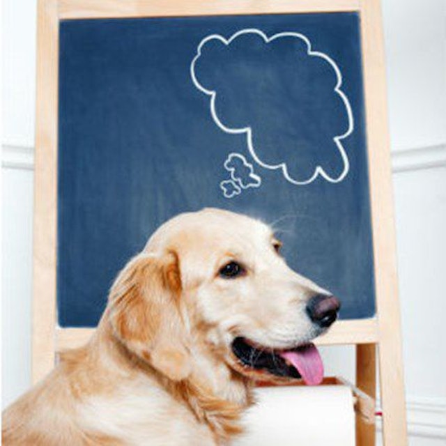 Ask The Vet Top Pet Nutrition Questions Answered Petcarerx Ask The Vet Top Pet Nutrition Questions Answered Petcarerx