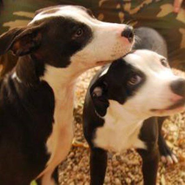 Blind puppy and 'seeing eye' brother share a special bond 3