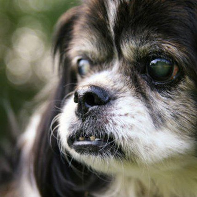 Clear Away Tear Stains With Angels Eyes Petcarerx Clear Away Tear Stains With Angels Eyes Petcarerx